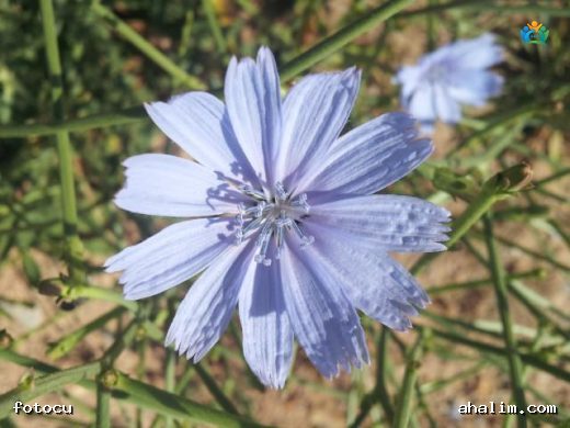 Mavi Hindiba (Cichorium intybus L.) — cover