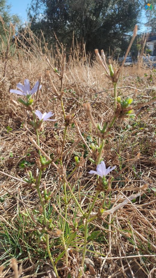 Mavi Hindiba (Cichorium intybus L.) — inline image