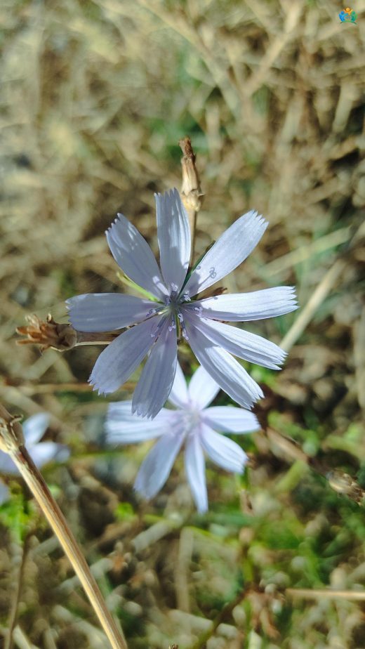 Mavi Hindiba (Cichorium intybus L.) — inline image