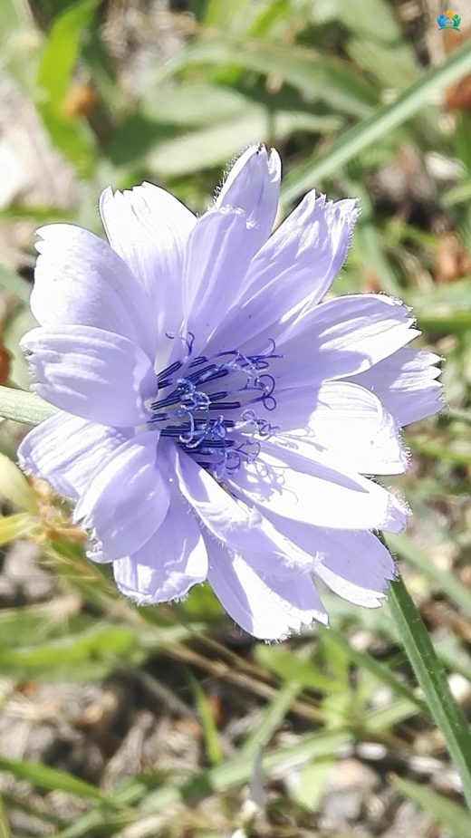 Mavi Hindiba (Cichorium intybus L.) — inline image
