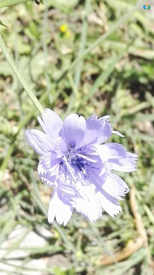 Mavi Hindiba (Cichorium intybus L.) — inline image