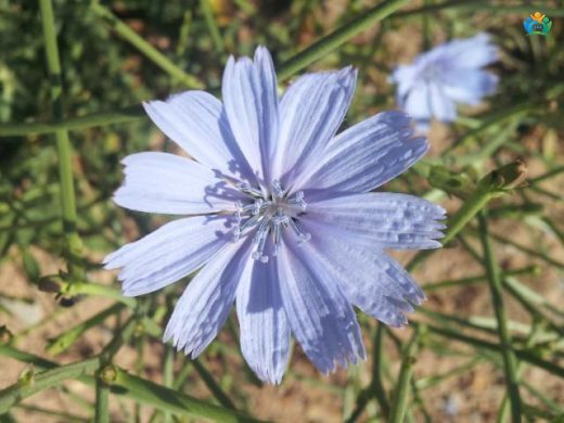 Mavi Hindiba (Cichorium intybus L.) — inline image