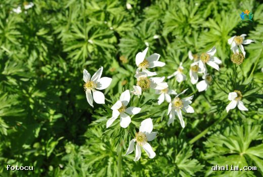 Mayıs Çiçeği (Anemonastrum narcissiflorum): Dağların Beyaz Güzeli — cover