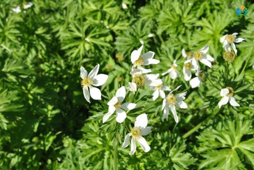 Mayıs Çiçeği (Anemonastrum narcissiflorum): Dağların Beyaz Güzeli — inline image