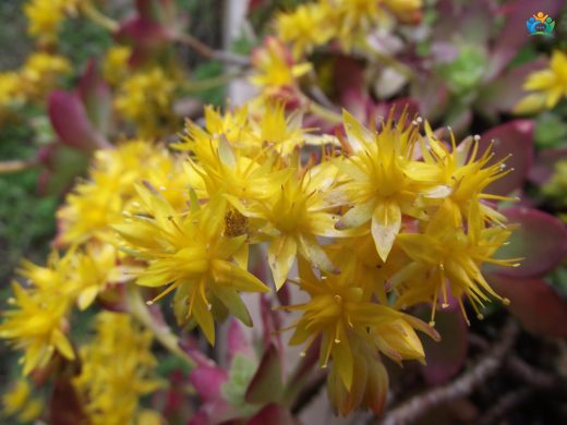 Meksika Damkoruğu (Sedum palmeri): Bakımı Kolay, Görüntüsü Çarpıcı Bir Sukulent — inline image