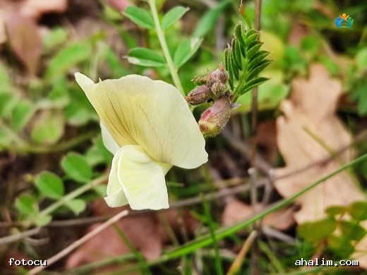 Melezbakla (Vicia hybrida L.): Tarlalarda ve Meralarda Karşılaştığımız Bir Baklagil — cover