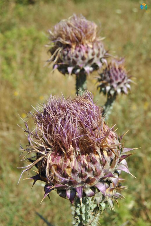 Meryemana Dikeninin (Silybum marianum ) Şifalı Dünyası — inline image