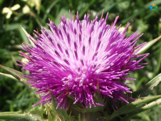 Meryemana Dikeninin (Silybum marianum ) Şifalı Dünyası — inline image