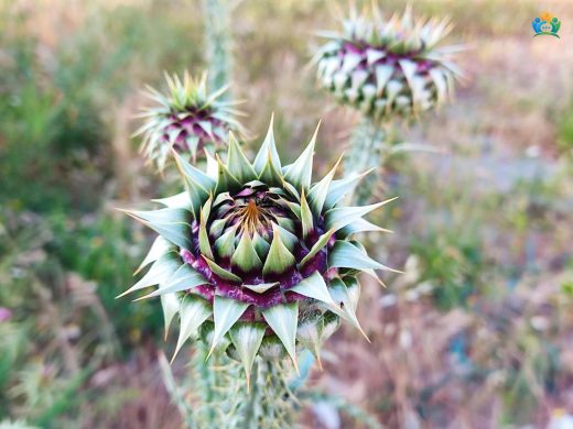 Meryemana Dikeninin (Silybum marianum ) Şifalı Dünyası — inline image