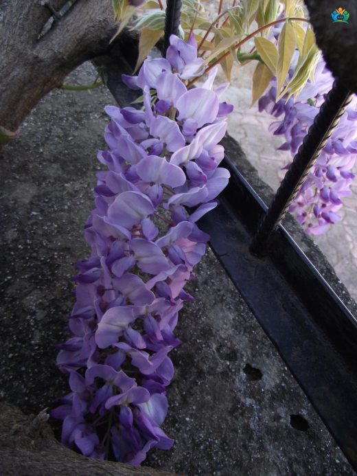 Mor Salkım (Wisteria): Baharın Mavi Mucizesi — inline image