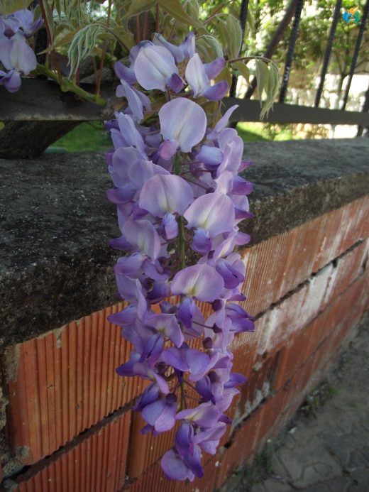 Mor Salkım (Wisteria): Baharın Mavi Mucizesi — inline image