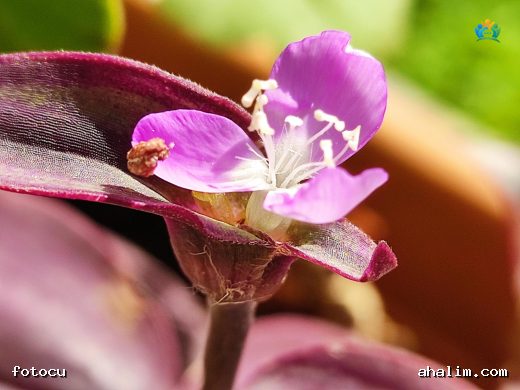 Mor Telgraf Çiçeği (Tradescantia pallida): Renkli Bir İç Mekan Bitkisi — cover
