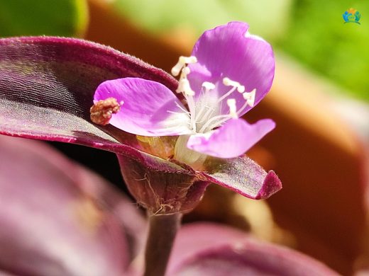 Mor Telgraf Çiçeği (Tradescantia pallida): Renkli Bir İç Mekan Bitkisi — inline image