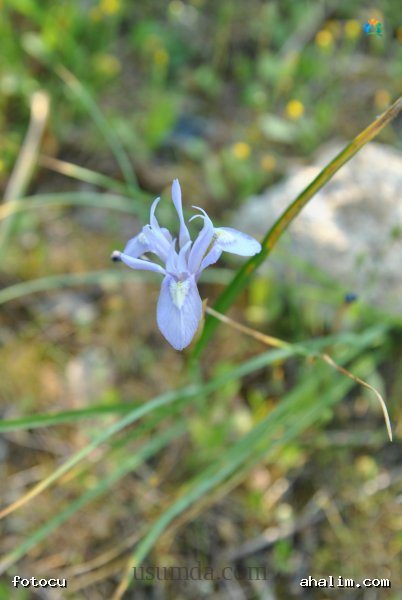Moraea sisyrinchium — cover