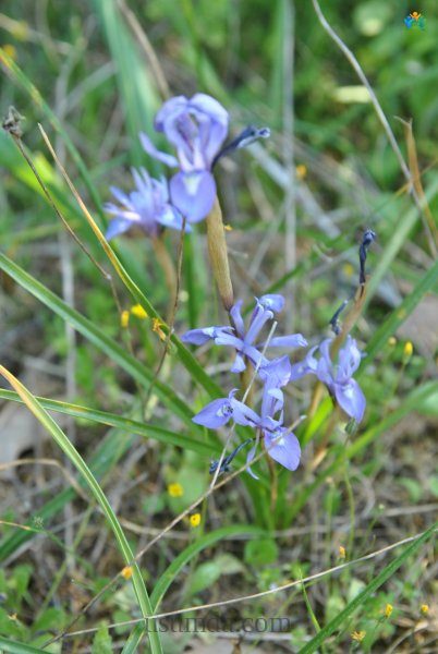 Moraea sisyrinchium — inline image