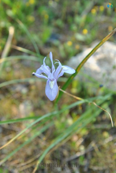 Moraea sisyrinchium — inline image