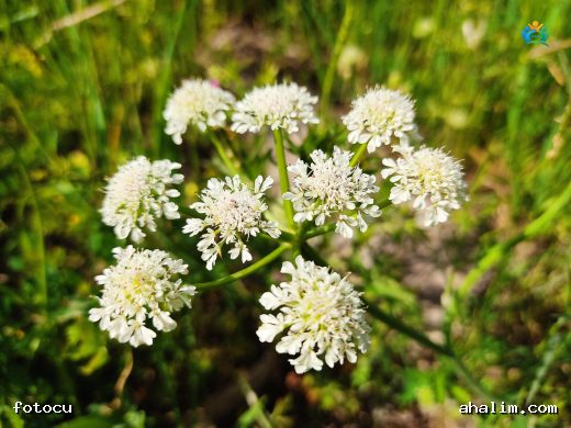 Oenanthe silaifolia (At Tohumu): Sulak Alanların Gizli Zengini — cover