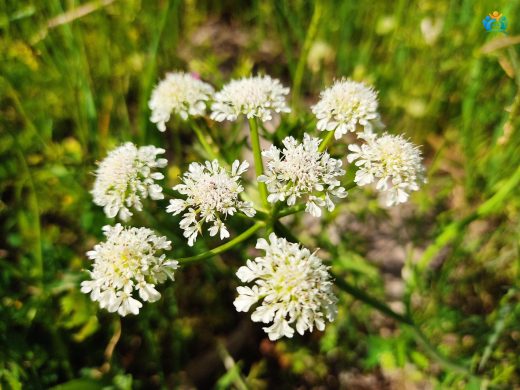 Oenanthe silaifolia (At Tohumu): Sulak Alanların Gizli Zengini — inline image