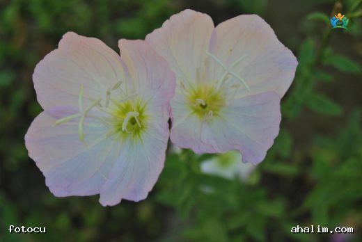 Oenothera speciosa Nutt.: Ezan Çiçeği Hakkında Kapsamlı Bilgiler — cover