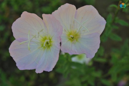 Oenothera speciosa Nutt.: Ezan Çiçeği Hakkında Kapsamlı Bilgiler — inline image