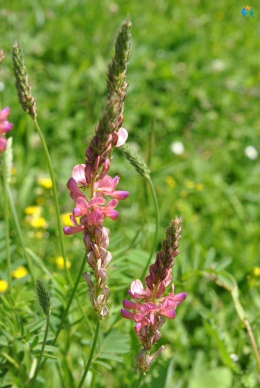 Onobrychis sativa — inline image