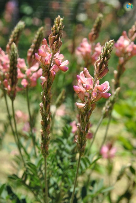 Onobrychis sativa — inline image
