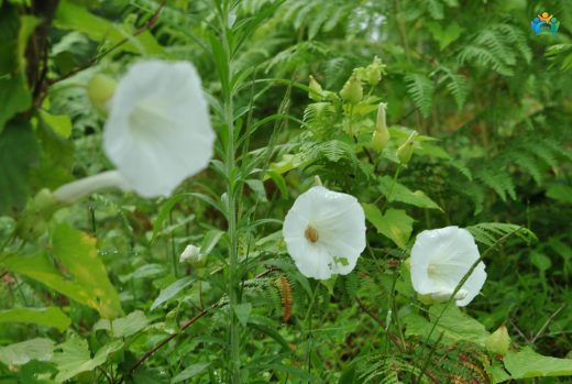 Orman Sarmaşığı (Convolvulus silvaticus): Gizemli Bir Tırmanıcı — inline image