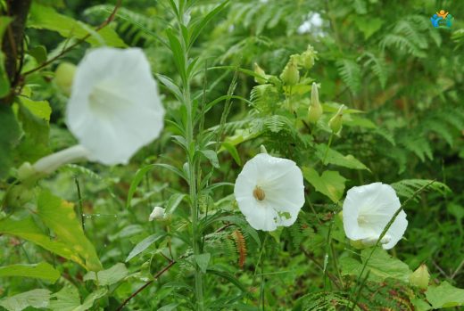 Orman Sarmaşığı (Convolvulus silvaticus): Gizemli Bir Tırmanıcı — inline image