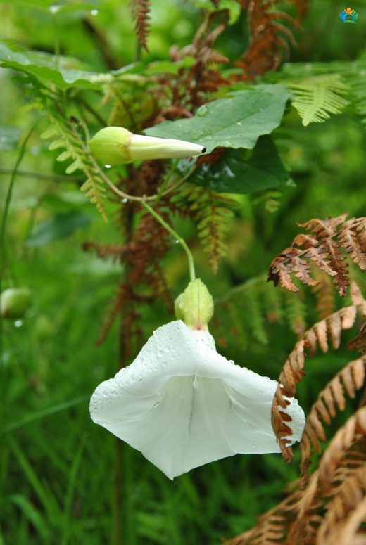 Orman Sarmaşığı (Convolvulus silvaticus): Gizemli Bir Tırmanıcı — inline image
