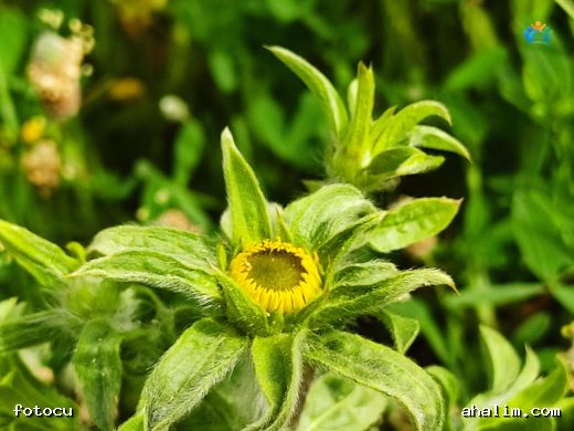 Pallenis spinosa (L.) Cass. (Dikenotu): Akdeniz'in Güneşli Çiçeği — cover