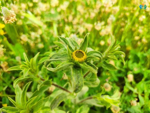 Pallenis spinosa (L.) Cass. (Dikenotu): Akdeniz'in Güneşli Çiçeği — inline image