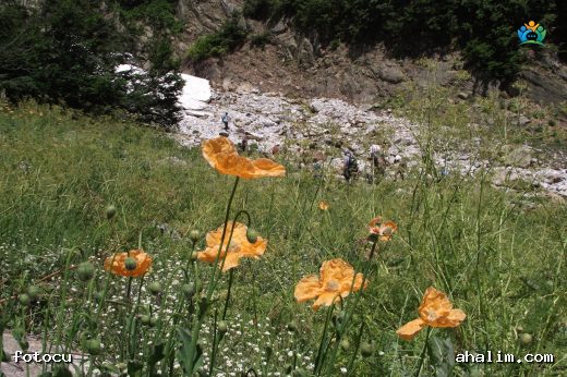 Papaver pilosum subsp. pilosum (Kel lale) — cover