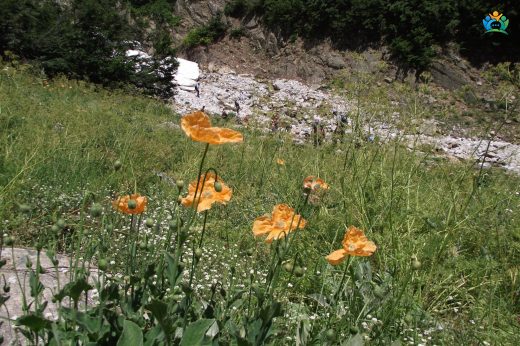 Papaver pilosum subsp. pilosum (Kel lale) — inline image