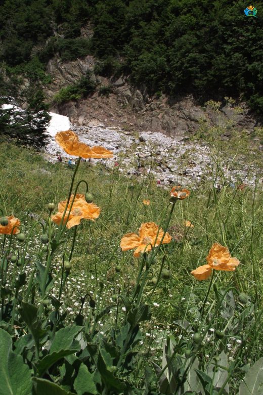Papaver pilosum subsp. pilosum (Kel lale) — inline image