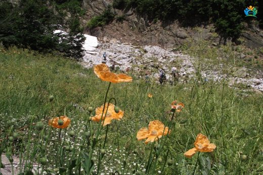 Papaver pilosum subsp. pilosum (Kel lale) — inline image