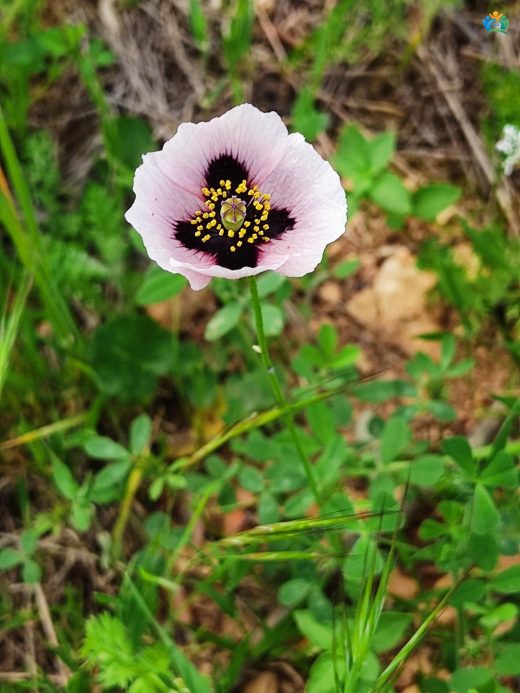 Papaver somniferum (Haşhaş): Hem Şifa Kaynağı Hem de Tarihi Bir Bitki — inline image