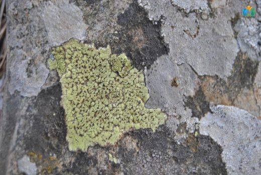 Parmeliopsis ambigua: Gizemli Bir Likenin Keşfi — inline image