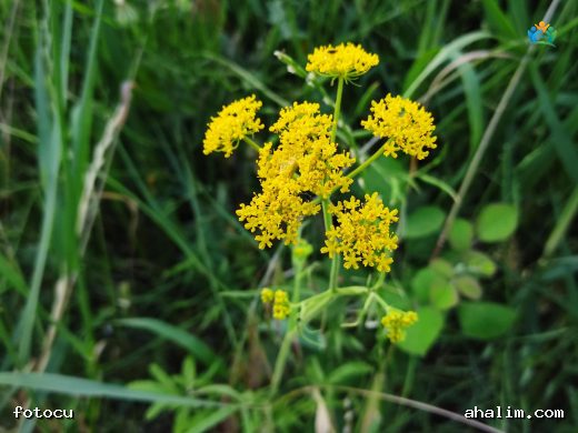 Patrinia scabiosifolia: Doğu'nun Altın Danteli — cover