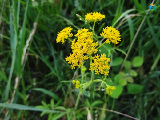 Patrinia scabiosifolia: Doğu'nun Altın Danteli — inline image