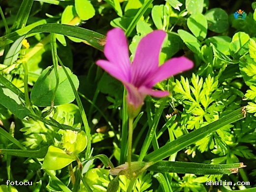Pembe Ekşiyonca (Oxalis articulata): Renkli ve Hafif Ekşi Bir Bitki — cover