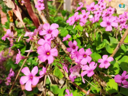 Pembe Ekşiyonca (Oxalis articulata): Renkli ve Hafif Ekşi Bir Bitki — inline image