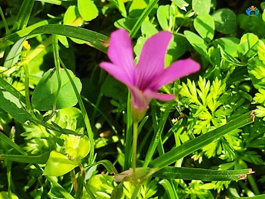 Pembe Ekşiyonca (Oxalis articulata): Renkli ve Hafif Ekşi Bir Bitki — inline image