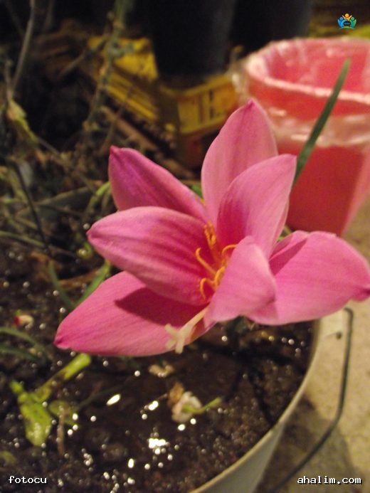 Pembe Zıpçıktı (Zephyranthes rosea): Bahçenizi Canlandıran Minik Mucize — cover