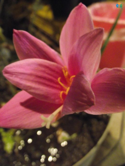 Pembe Zıpçıktı (Zephyranthes rosea): Bahçenizi Canlandıran Minik Mucize — inline image