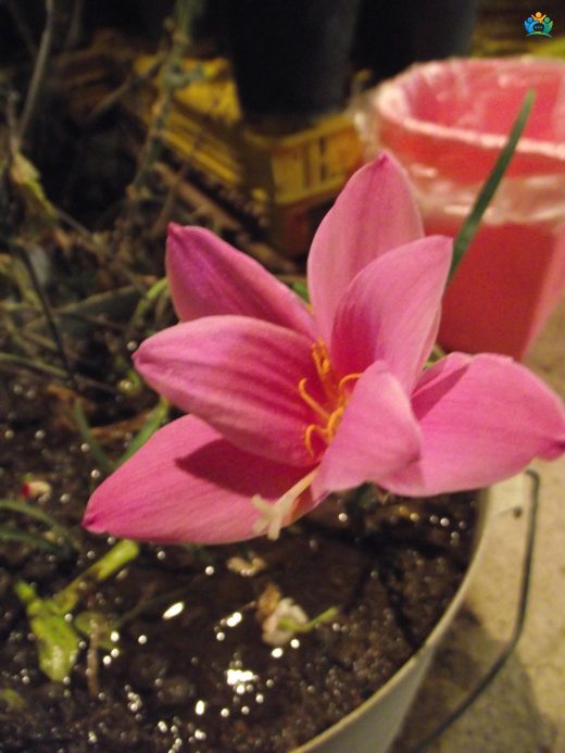 Pembe Zıpçıktı (Zephyranthes rosea): Bahçenizi Canlandıran Minik Mucize — inline image
