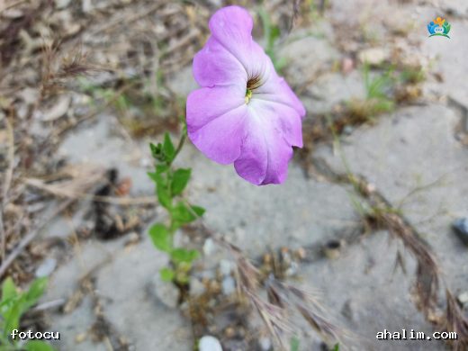Petunia integrifolia: Renkli ve Kokulu Bir Bahçe Süsü — cover