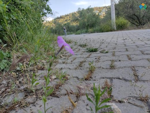 Petunia integrifolia: Renkli ve Kokulu Bir Bahçe Süsü — inline image