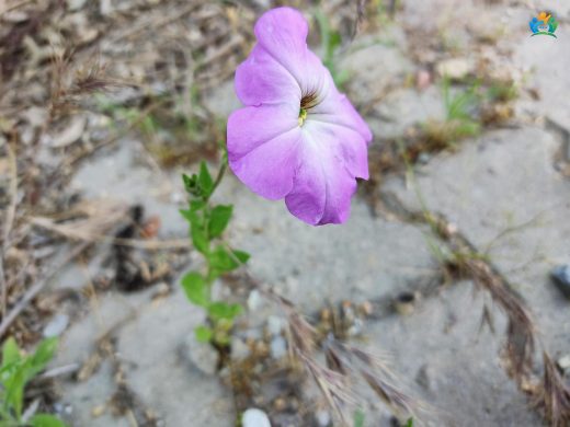 Petunia integrifolia: Renkli ve Kokulu Bir Bahçe Süsü — inline image