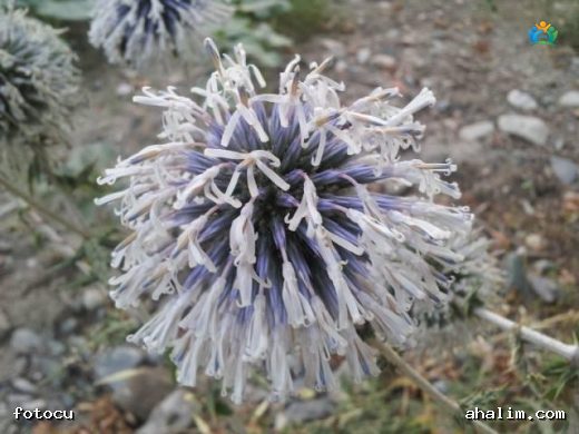 Peygamber Dikeni (Echinops): Bahçelerin Uzay Çağı Çiçeği — cover