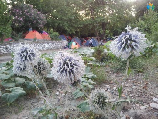 Peygamber Dikeni (Echinops): Bahçelerin Uzay Çağı Çiçeği — inline image
